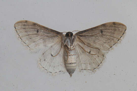 Image of Idaea camparia Herrich-Schäffer 1851