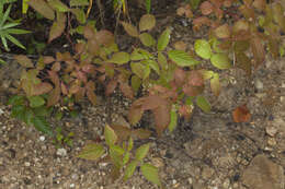 Image of Rubus melanolasius (Dieck) Focke