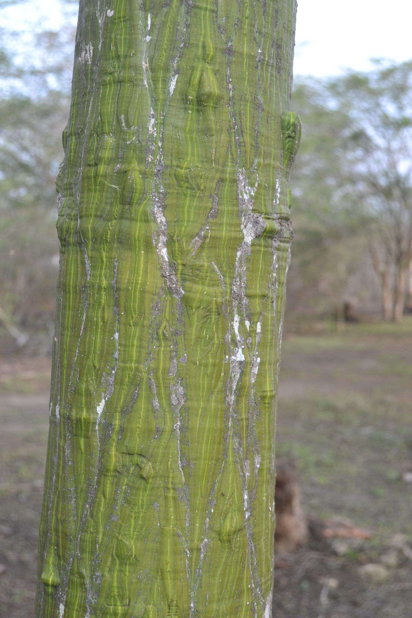 Image of Barrigon Kapoktree