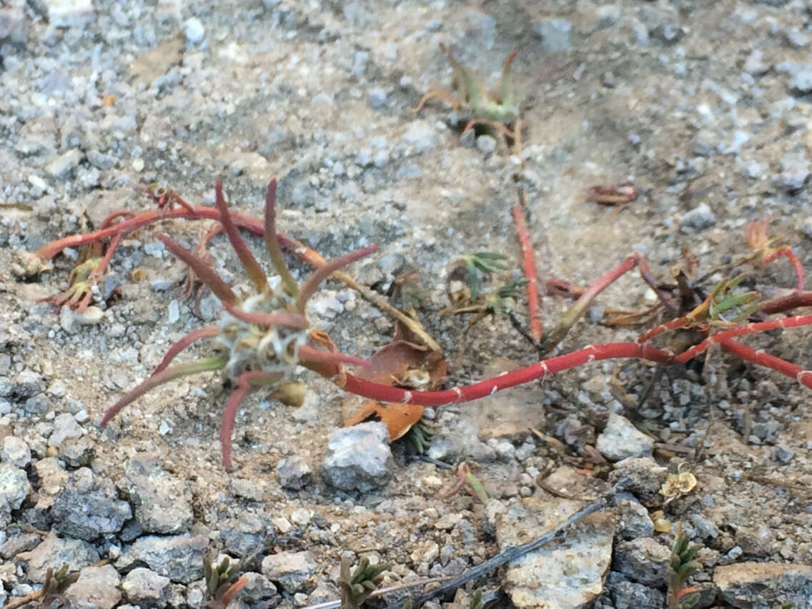 Image of shrubby purslane