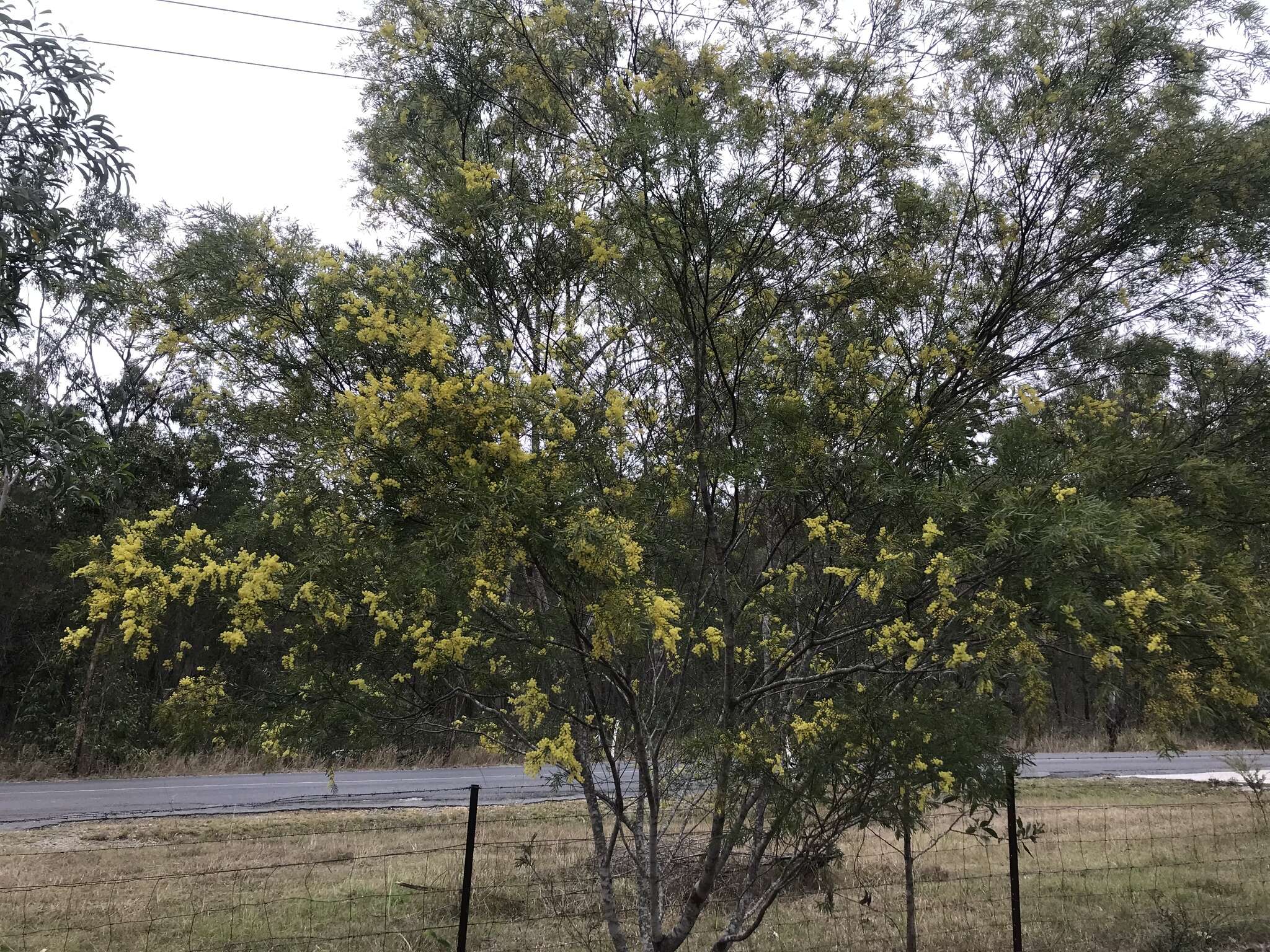 Imagem de Acacia fimbriata A. Cunn. ex G. Don