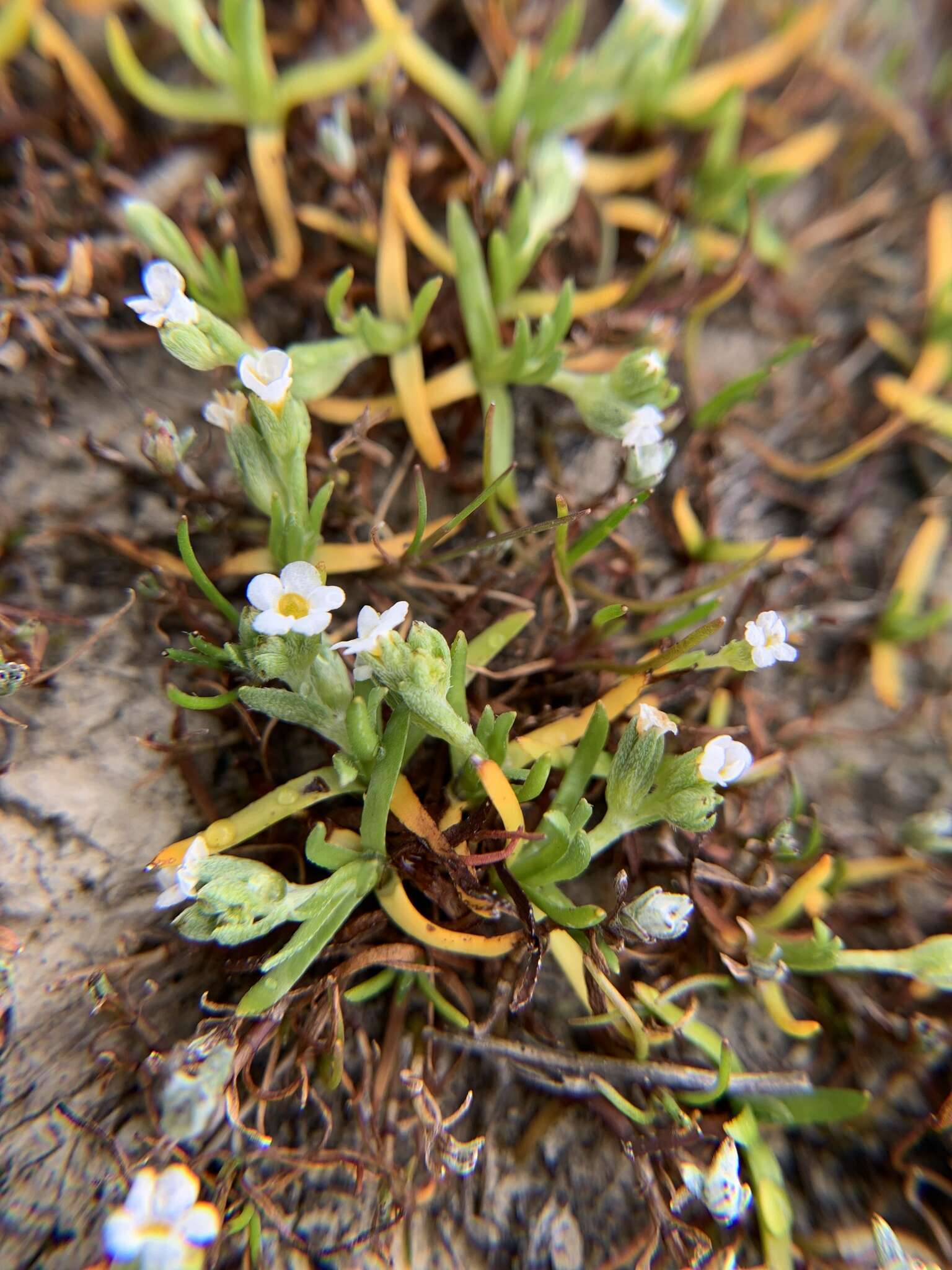 Image of Dwarf Popcorn-Flower