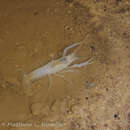 Image of Southern Cave Crayfish