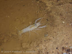 Image of Southern Cave Crayfish