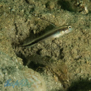 Image of Black-mast shrimp-goby