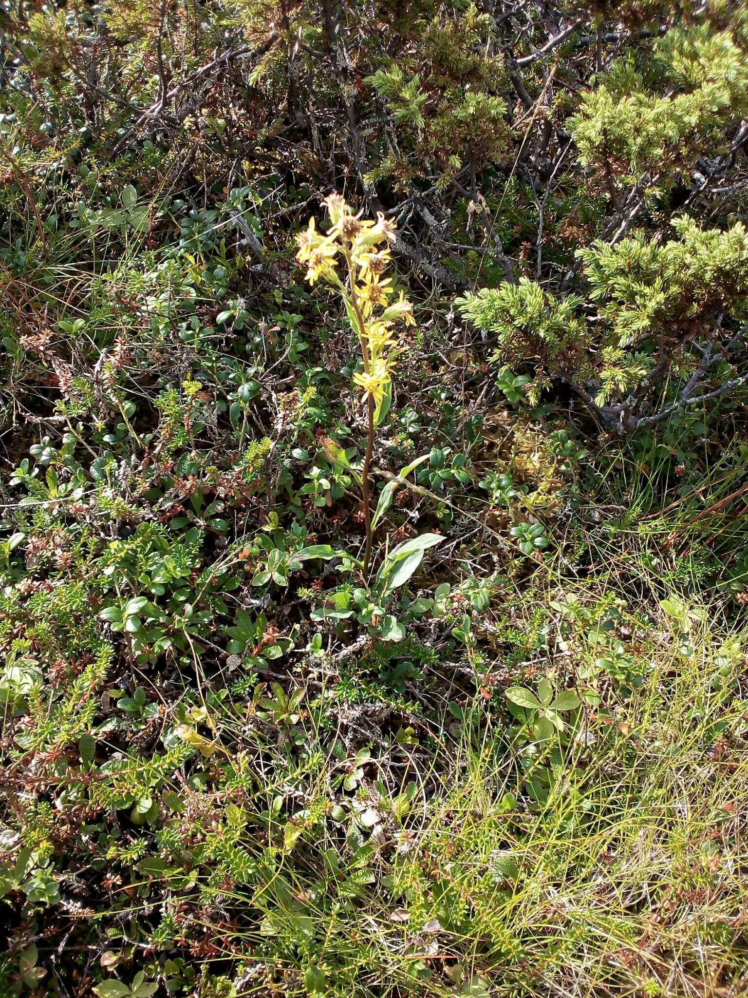 Image de Solidago virgaurea subsp. minuta (L.) Arcangeli