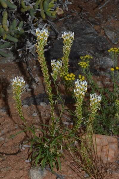 Sivun Hebenstretia parviflora E. Mey. kuva