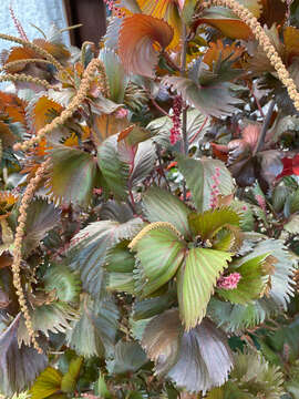 Image de Acalypha wilkesiana Müll. Arg.