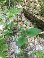 Image of common burdock