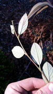 Image of Cotoneaster coriaceus Franch.