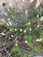 Image of Seneca snakeroot