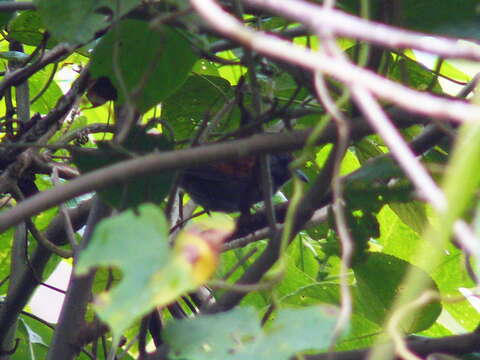 Image of Slaty Spinetail