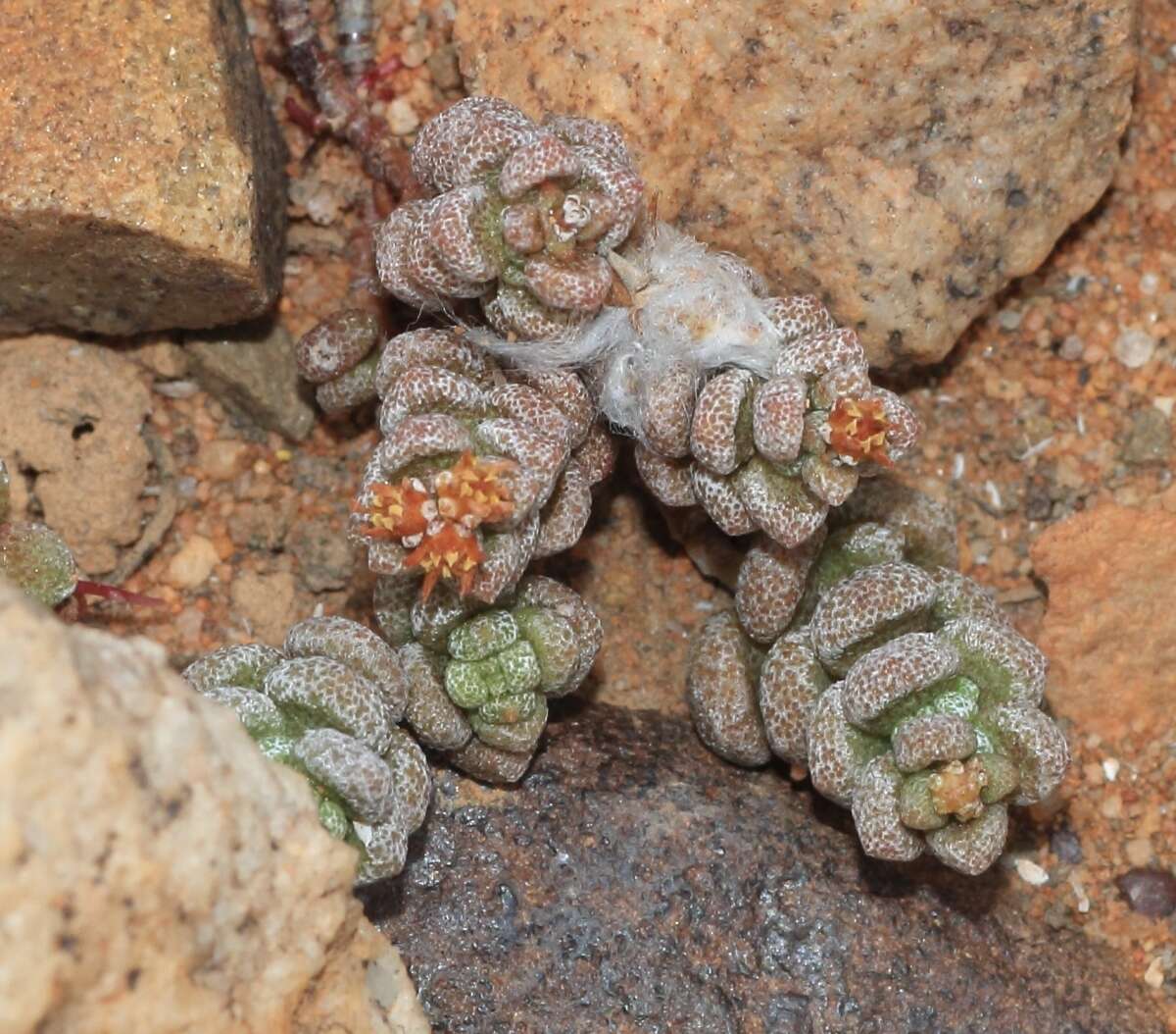 Image of Crassula corallina Thunb.