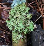 Image of Tuckermanopsis ciliaris