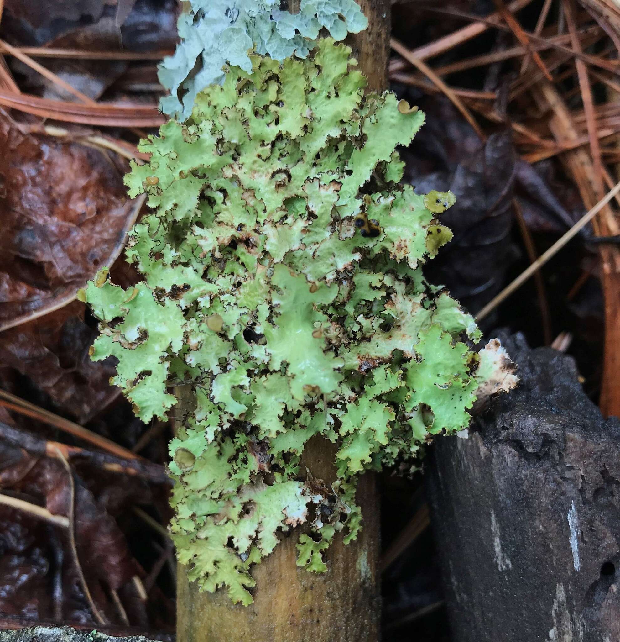 Слика од Tuckermanopsis ciliaris