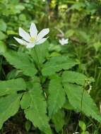 Imagem de Anemone trifolia subsp. trifolia