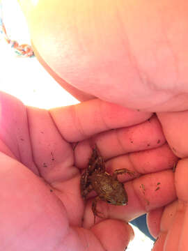 Image of American Bullfrog