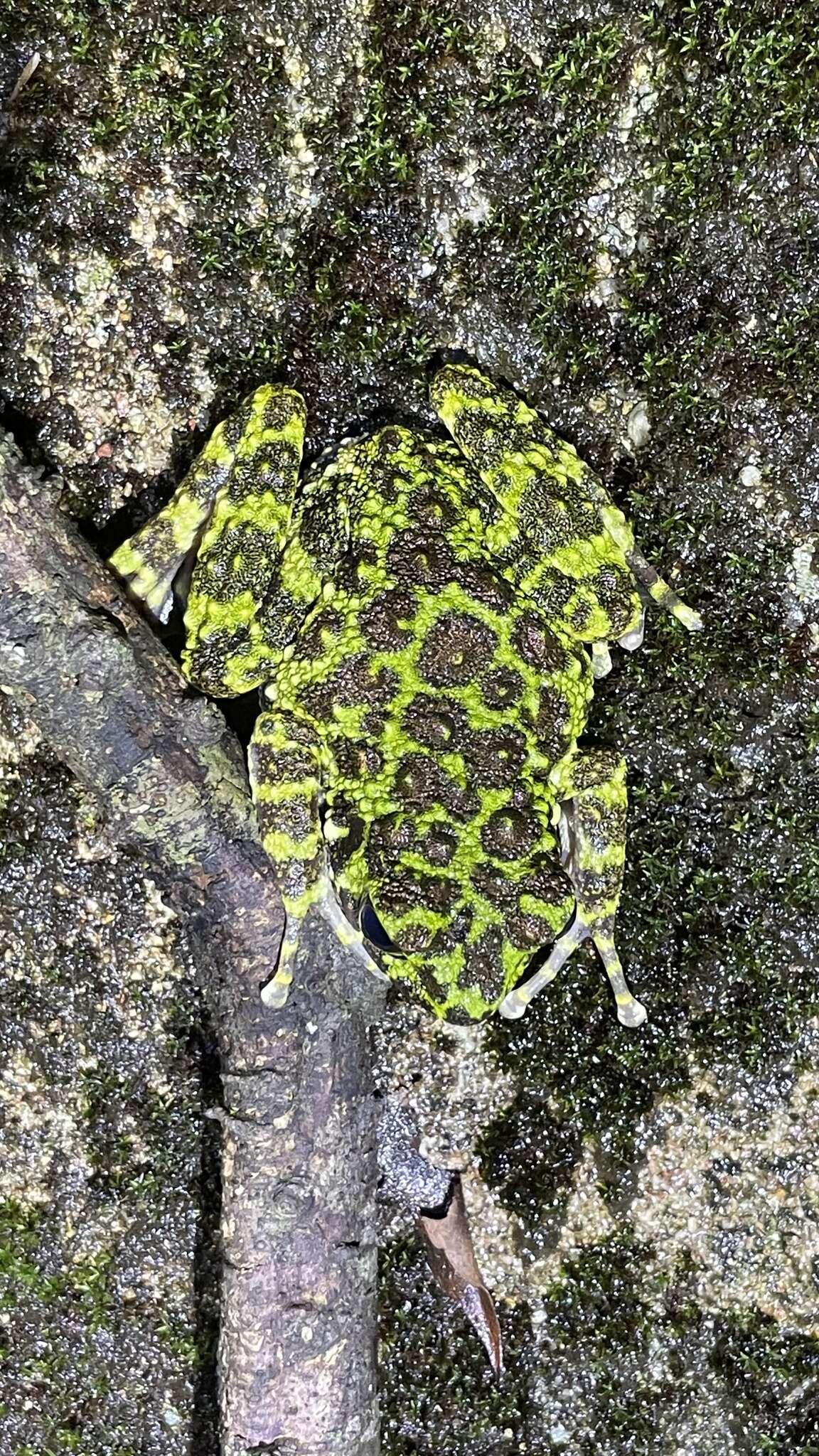 Image of Ishikawa's Frog
