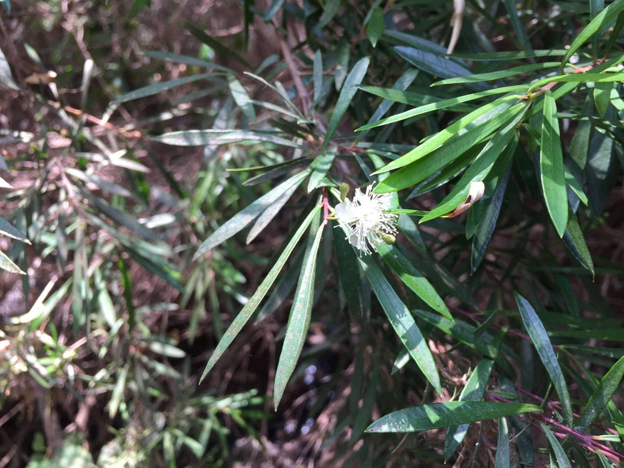 Myrceugenia lanceolata (Juss. ex Jaume St.-Hil.) Kausel resmi