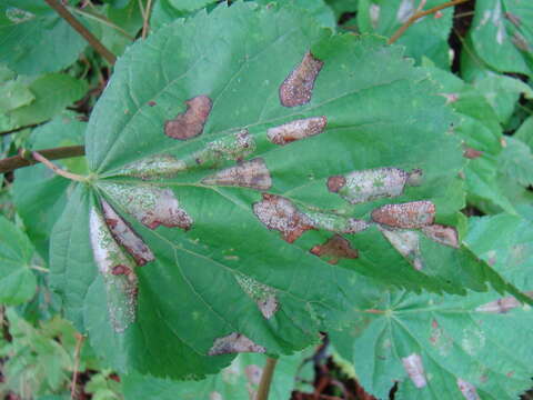 Image of Phyllonorycter issikii (Kumata 1963)