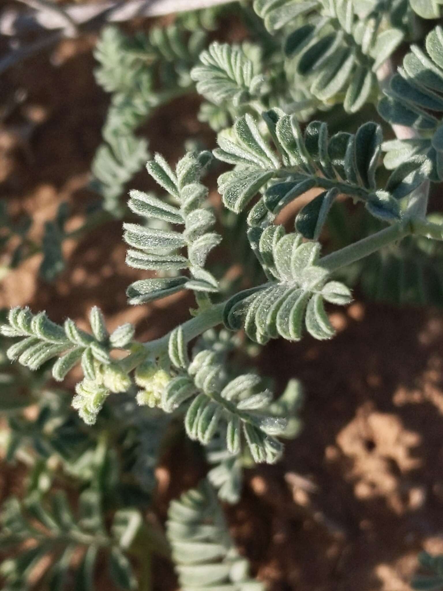 Image of woolly prairie clover