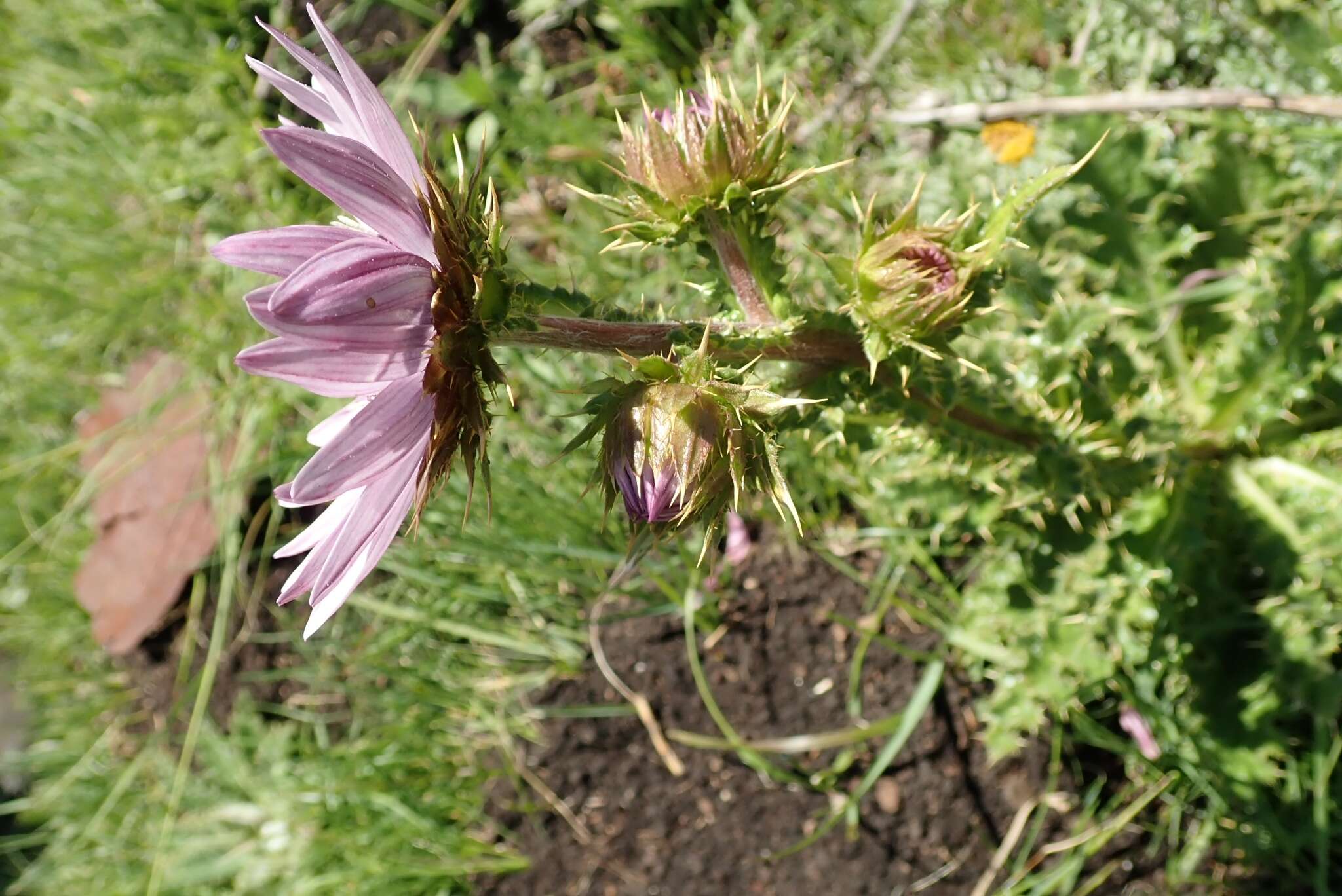 Image of Berkheya purpurea (DC.) Benth. & Hook. fil. ex Mast.