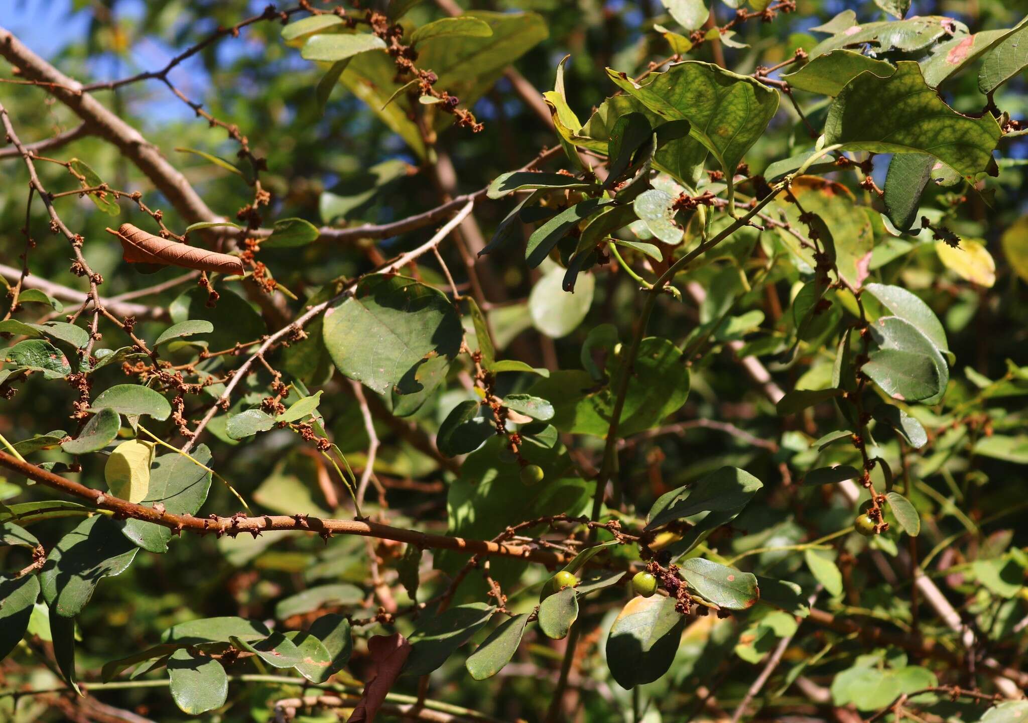 Image of Bridelia stipularis (L.) Blume