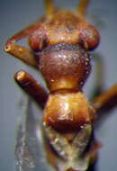 Image of Myrmecoris