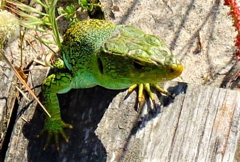 Imagem de Timon lepidus ibericus (López-seoane 1884)