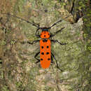 Image of Rosalia (Eurybatus) kubotai Takakuwa 1994