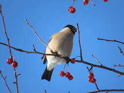 Image of Baikal Bullfinch