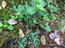 Image of Giant Rattlesnake-plantain