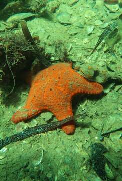 Image of Anthaster valvulatus (Muller & Troschel 1843)