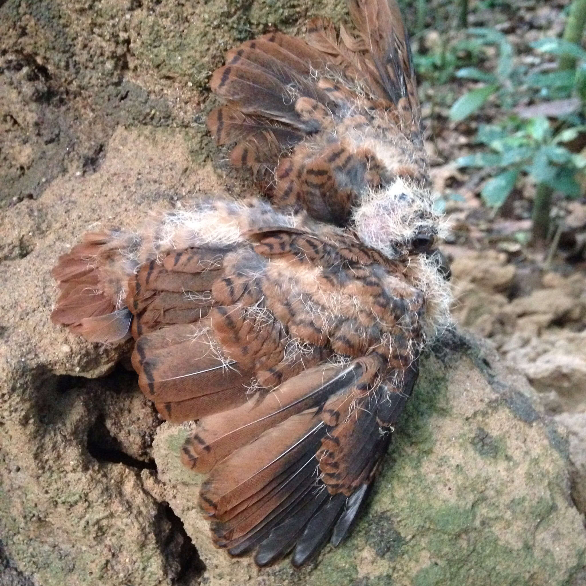 Image of Blue-headed Wood Dove