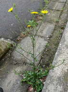 Image of hawkweed oxtongue