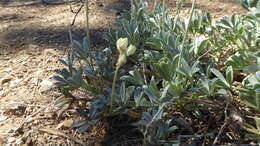 Image of Peirson's Lupine