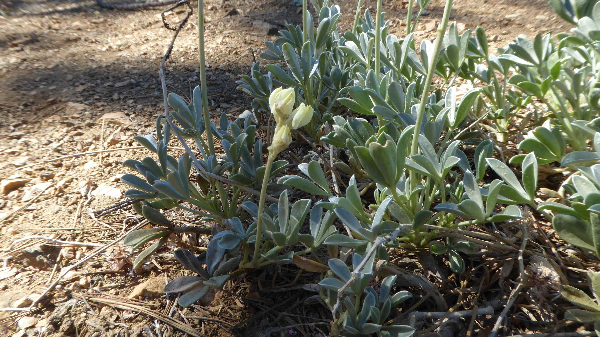 Image of Peirson's Lupine