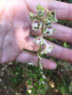 Image of California larkspur