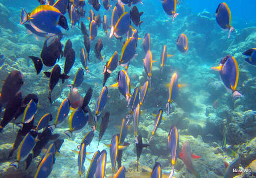 Image of Blue Surgeonfish