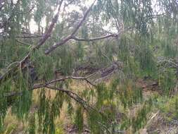 Image of Drooping Juniper