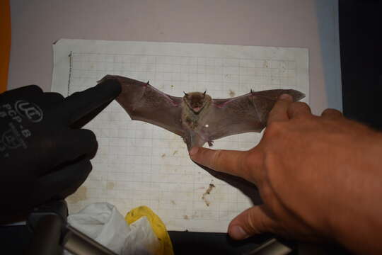 Myotis peninsularis Miller 1898的圖片