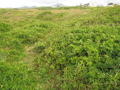 Image of Epidendrum fulgens Brongn.