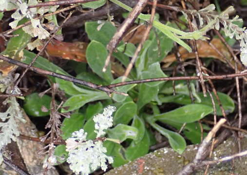 Image of Silene undulata subsp. undulata