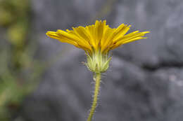 Image of smallflower oxtongue