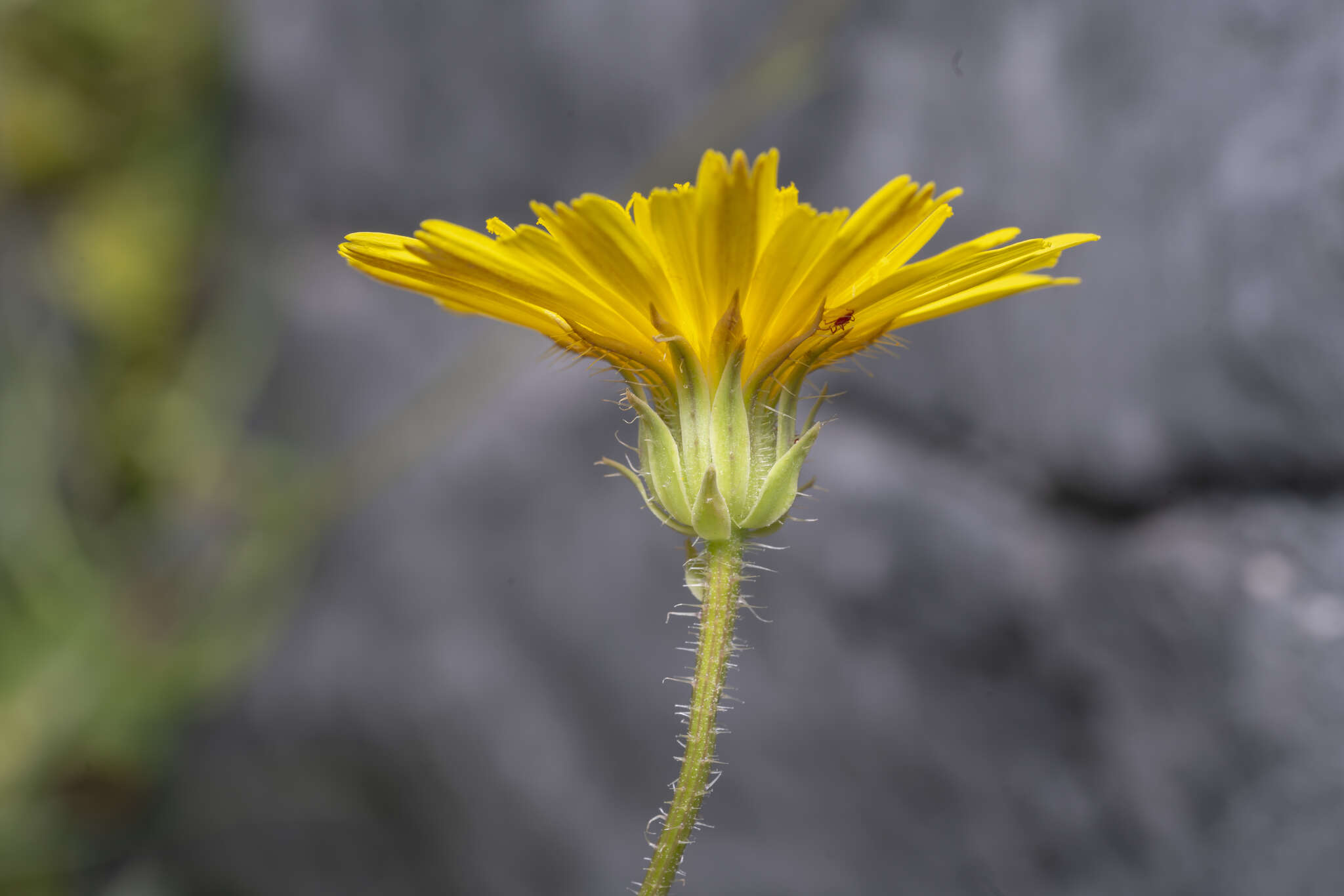 Image of smallflower oxtongue