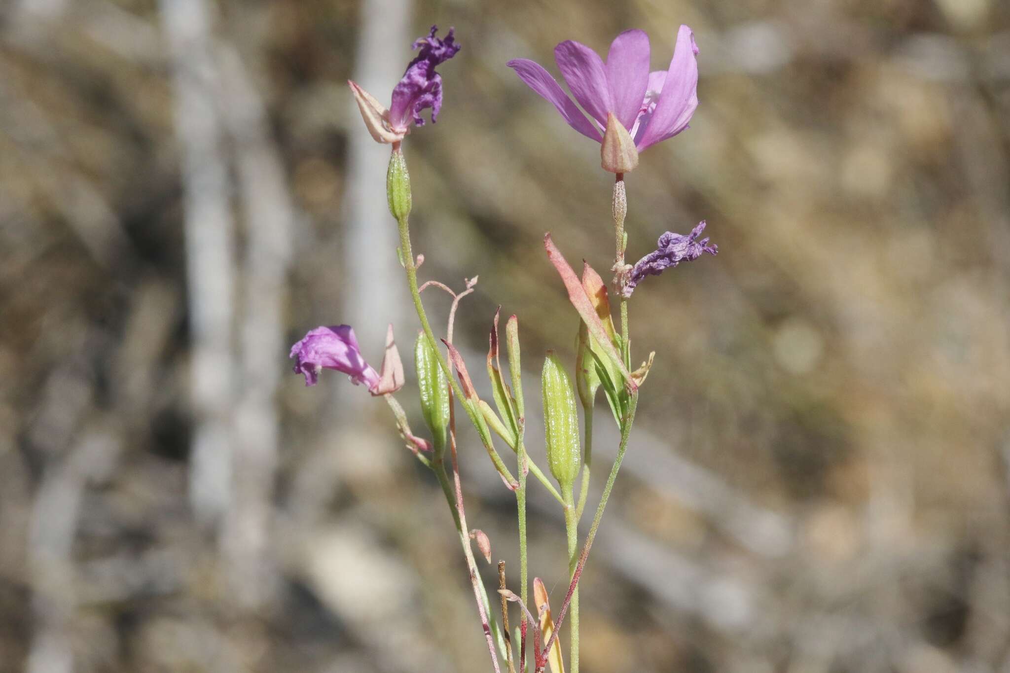 Plancia ëd Clarkia biloba (Dur.) A. Nels. & J. F. Macbr.