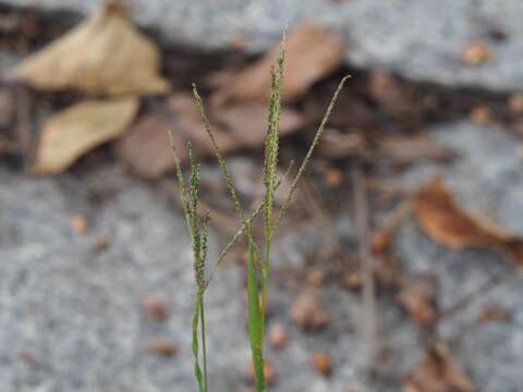 Image of Violet Crab Grass