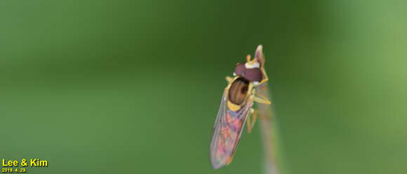 Image of Sphaerophoria menthastri (Linnaeus 1758)