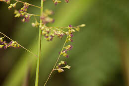 Plancia ëd Isachne distichophylla Munro ex Hillebr.