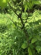 Image of shellbark hickory